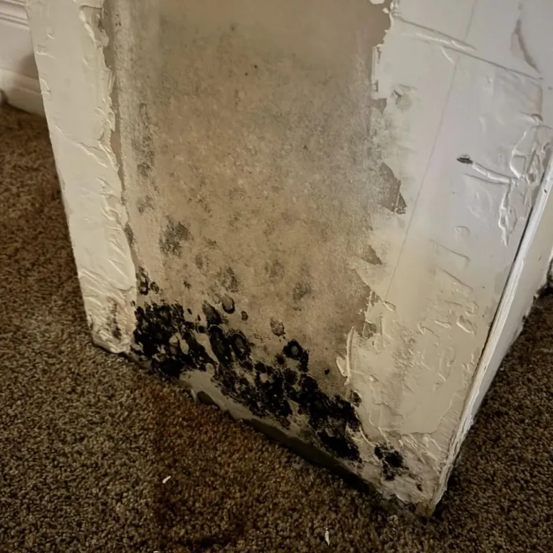 Professional Mold Removal in Old Fig Garden, CA